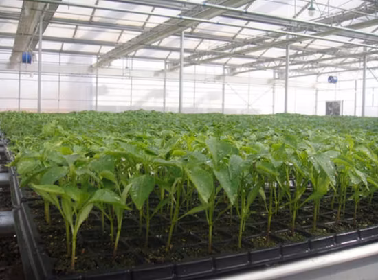 Good Quality Hard Plastic Rice Seedling Tray for Rice Paddy Seed Nursery Sowing
